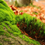 greenish-nature-pictures-wallpaper-hd